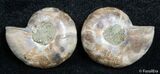 Small Desmoceras Ammonite Pair #2677-1